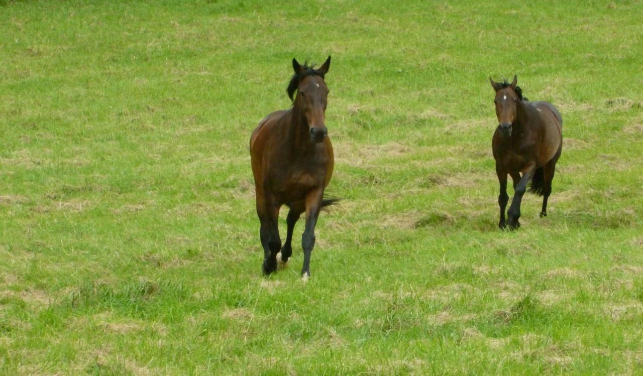 Lamothe-Landerron Ancien Haras De La Tour Bed & Breakfast エクステリア 写真